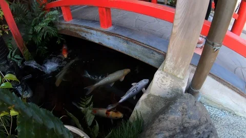 Coy fish in a pond. Stock Footage 128705701