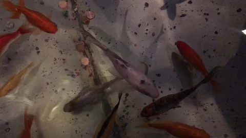 Coy Fish Swimming Stock Footage 81338830