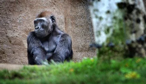 Coy Gorilla Strikes a Pose Stock Photos