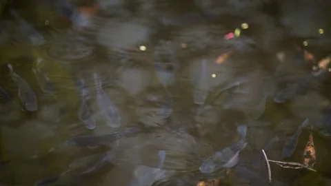 Coy Pond in the Tropics Stock Footage 70342832