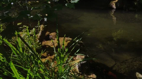 Coy Swim in Sunlight Stock Footage 105067204