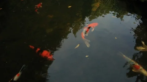 Coy Swimming Pond Stock Footage 105067795
