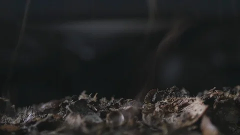 Coyol palm fruit skin falling down as a peeling machine processing it to Stock Footage 101690150