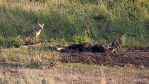 Coyote approaches a bison carcass in the lamar valley of yellowstone 스톡 동영상 83609367