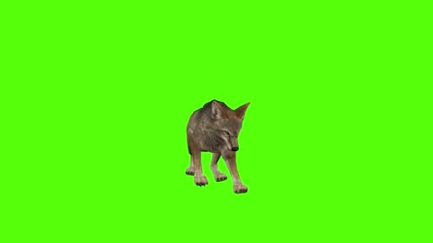 Coyote Attack Green Screen Animation 4K Rendering Stock Footage 295556311