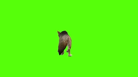 Coyote Attack Green Screen Animation 4K Rendering Stock Footage 295556328