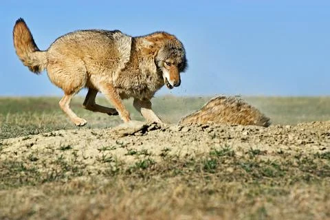 Coyote Attacking Badger Stock Photos