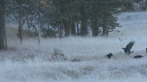 Coyote Attacking Pair Raven Bison Carcass Annoyed Wolf Kill Morning Stock Footage