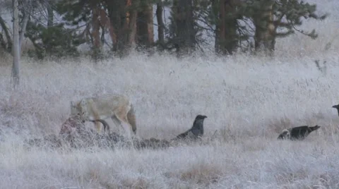 Coyote Attacking Ravens Birds at Wolf Bison Kill Carrion Carcass Stock Footage 43125061