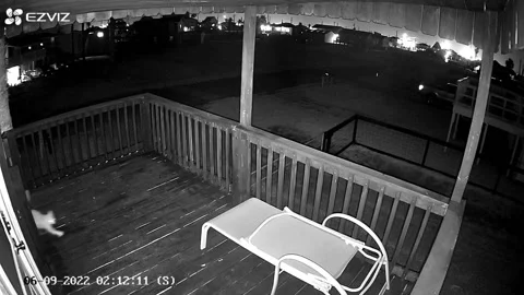 Coyote Attacks Cat on My Beach House Upstairs Deck, Surfside Beach, Texas, USA - Video stock 205429357