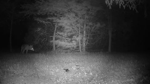 Coyote becomes suspicious of trail camera illumination &amp; disappears in night Video stock 343445863