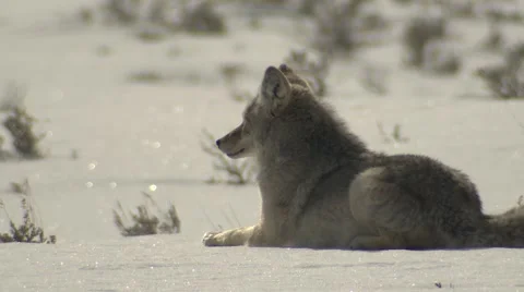 Coyote Bedded Resting on Snow in Winter at Yellowstone National Park Stock Footage 61967969
