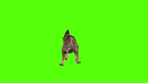 Coyote Bite Green Screen Animation 4K Rendering 動画素材 295556355