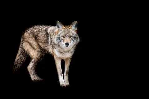 Coyote with a black background Foto stock