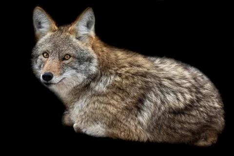 Coyote with a black background Foto stock