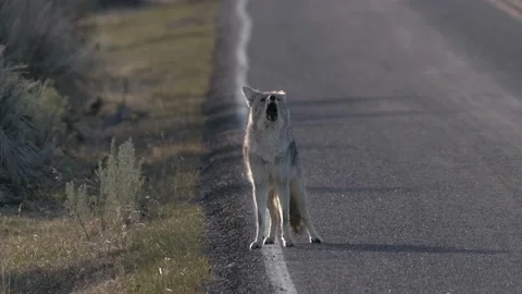 Coyote Calling Communicating Howling Barking Singing Howl at Yellowstone Stock Footage 157151395