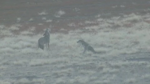 Coyote Calling Pair Wind Cave National Park Howling Yipping Yip Fall Stock Footage 43150472