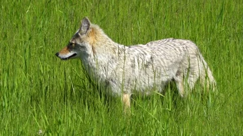 Coyote-canis-latrans Stock Footage 295923133