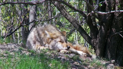 Coyote, Canis latrans, golden jackal Stock Footage