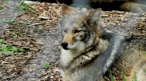 Coyote in captivity Video stock 17177169