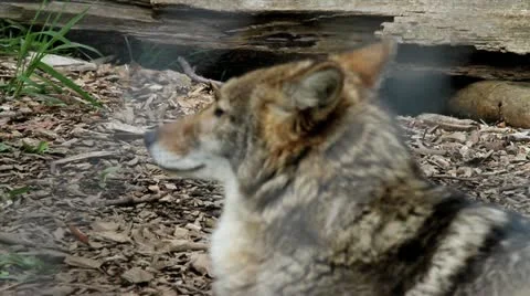 Coyote in captivity Stock Footage 17183405