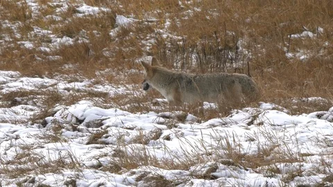 Coyote catches and eats a rodent in a snowy meadow at yellowstone Stock Footage 122908648