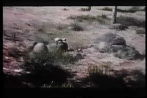 Coyote chasing rooster around farm Stock Footage 11354754