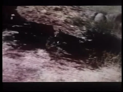Coyote chasing rooster around farm Stock Footage 260252415