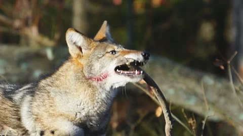 Coyote Chewing Stick Stock Footage 12714850