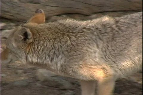 Coyote-cu Stock Footage 817188
