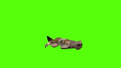 Coyote Death Green Screen Animation 4K Rendering 動画素材 295556321