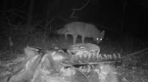 Coyote Deer Carcass Stock Footage 44446210