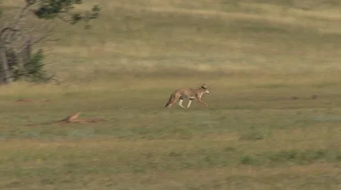 Coyote Defecating Pooping Black-Tailed Prairie Dog Summer Stock-Footage 43092497