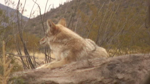 Coyote in the desert Stock Footage 289052