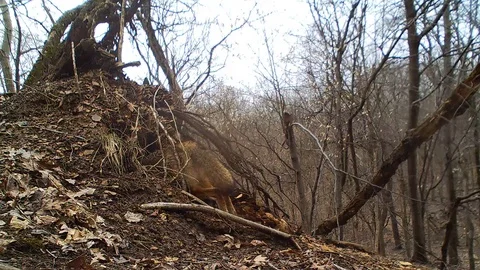 Coyote disappears into a den Vidéo 126190335