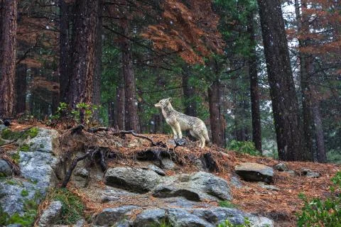 Coyote during snowfall at Yosemite National Park Stock Photos