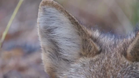 Coyote Ears Stock Footage 1139501