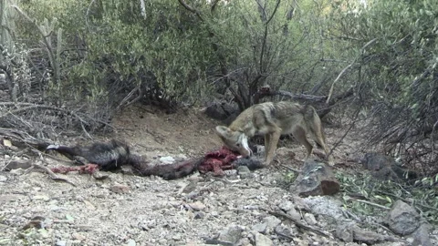 Coyote Eating Biting Chewing Pulling Peccary aka Javelina Carcass Carrion Meat Stock Footage 297575035