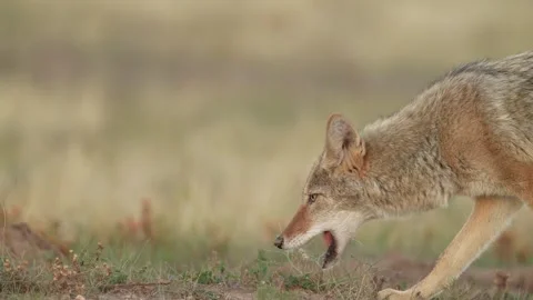 Coyote Eating Bug Stock Footage 252625604