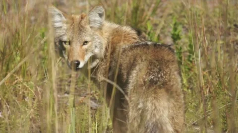Coyote Eating Video stock 8913088