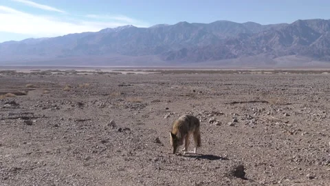 Coyote Eating Walking in Vast Empty Barren California Desert Valley on Hot Day Stock Footage 134468857