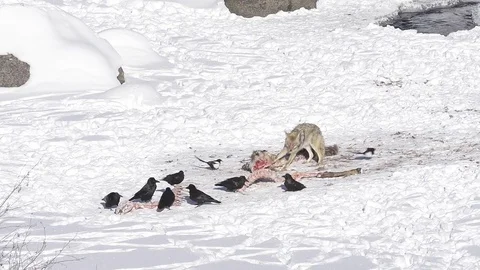 Coyote Eats In The Snow Stock Footage 71104917