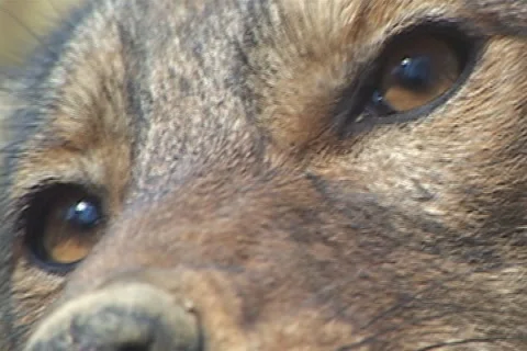 Coyote Eyes Stock Footage 1077727