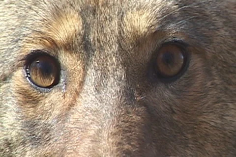 Coyote Eyes Stock Footage 1078585
