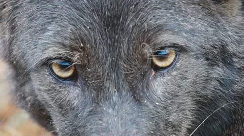 Coyote Eyes Stock Footage 12548871