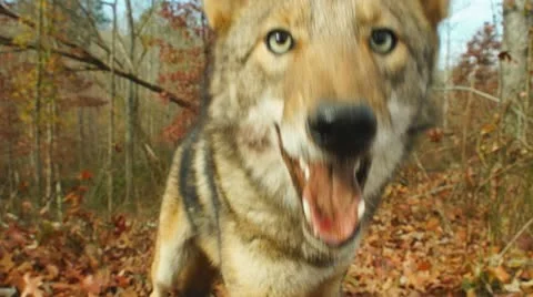 Coyote Face Stock Footage 12713192