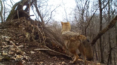 Coyote facing away from camera looks left runs to the right Vidéo 126190232