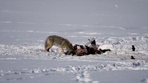 Coyote feeding on Elk carcass, Winter, W USA Stock Footage