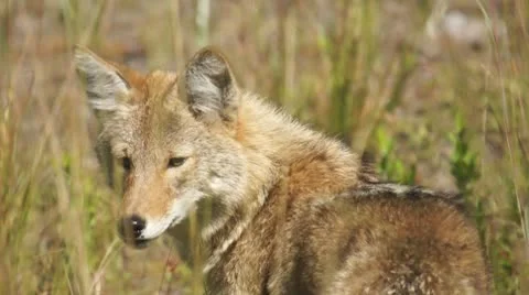 Coyote Female Stock Footage 8910229