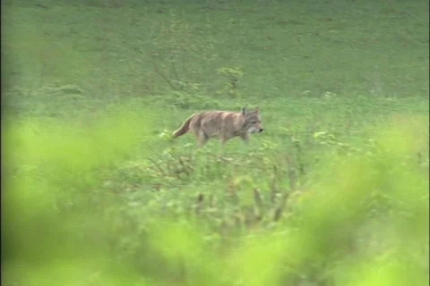Coyote in field Stock Footage 535540